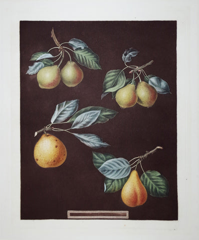 George Brookshaw (1751-1823), Pears, Pl LXXVIII