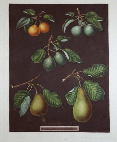 George Brookshaw (1751-1823) Pears, Pl LXXVI