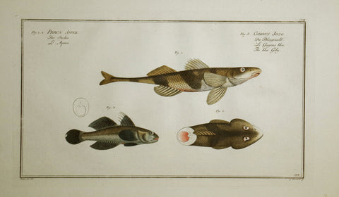 Marcus Elieser Bloch (1723-1799), Perca Asper & Gobius Jozo (Streber Perch & Blue Goby), Pl CVII