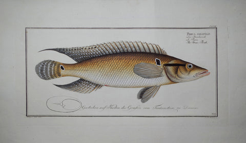 Marcus Elieser Bloch (1723-1799), Perca Saxatilis (Stone Perch), Pl CCCIX