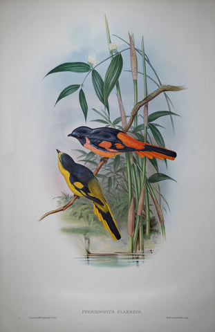 John Gould (1804-1881), Pericrocotus Flammeus Pl. 84
