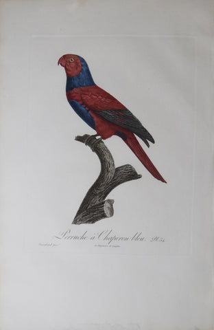 Jacques Barraband (1767-1809), Perruche a Chaperon bleu Pt 54