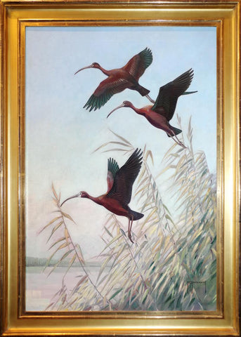 Roger Tory Peterson (1908-1996), Glossy and White-faced Glossy Ibis