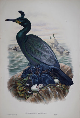 John Gould (1804-1881), Phalacrocorax Graculus