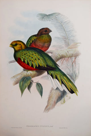 John Gould (1804-1881), Pharomacrus Fulgidus, "Shining Train-Bearer"