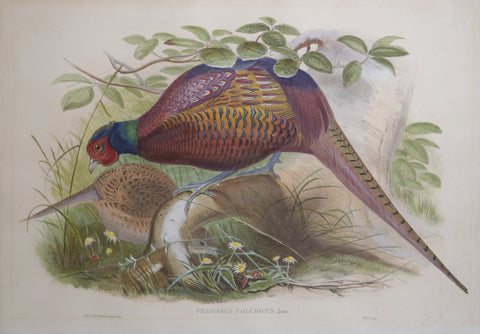 John Gould (1804-1881), Phasianus Colchicus