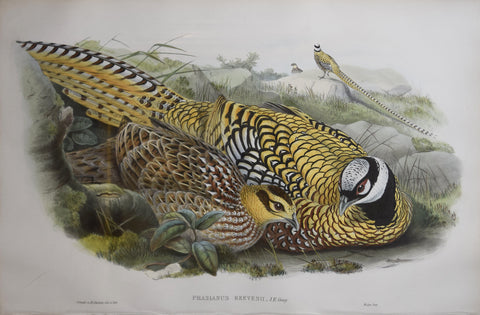 John Gould (1804-1881), Phasianus Reeves II