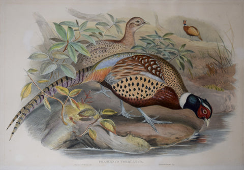 John Gould (1804-1881), Phasianus Torquatus