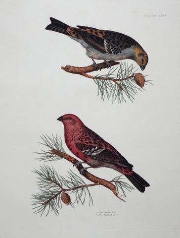 Prideaux John Selby (1788-1867), Pine Bullfinch Male & Female Plt LIII