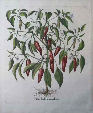 Basilius Besler (1561-1629), Piper Indicum medium