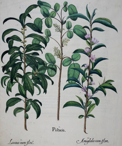 Basilius Besler (1561-1629), Pistacia