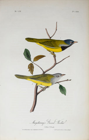 John James Audubon (American, 1785-1851), Pl 100 - Macgillvray's Ground Warbler