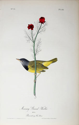 John James Audubon (American, 1785-1851), Pl 101 - Morning Ground-Warbler