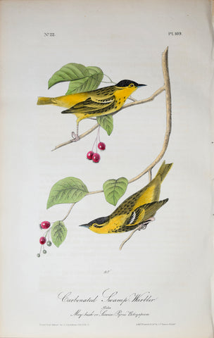 John James Audubon (American, 1785-1851), Pl 109 - Carbonated Swamp-Warbler