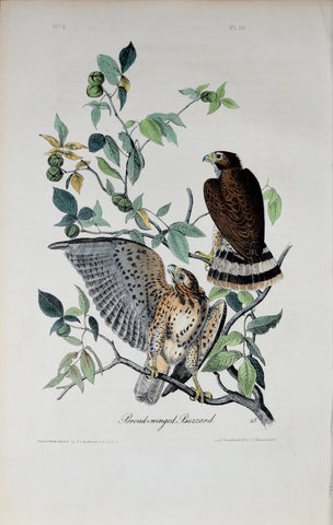 John James Audubon (American, 1785-1851), Pl 10 - Broad-winged Buzzard