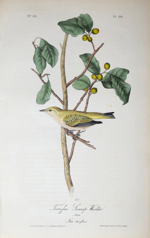 John James Audubon (American, 1785-1851), Pl 110 - Tennessee Swamp Warbler