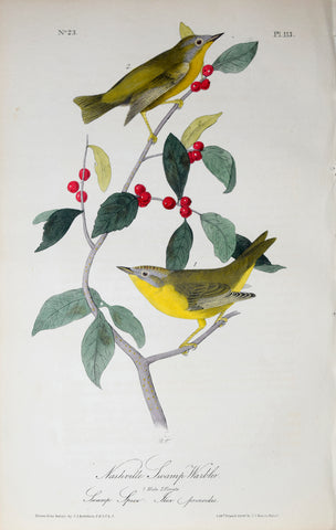 John James Audubon (American, 1785-1851), Pl 113 - Nashville Swamp Warbler