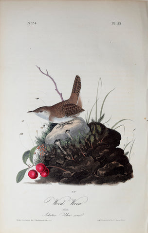 John James Audubon (American, 1785-1851), Pl 119 - Wood Wren