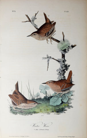 John James Audubon (American, 1785-1851), Pl 121 - Winter Wren