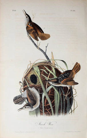 John James Audubon (American, 1785-1851), Pl 123 - Marsh Wren