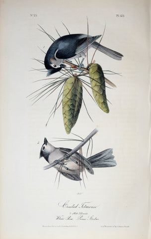 John James Audubon (American, 1785-1851), Pl 125 - Crested Titmouse
