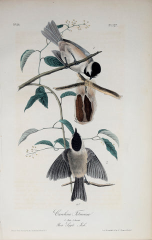 John James Audubon (American, 1785-1851), Pl 127 - Carolina Titmouse