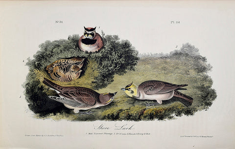 John James Audubon (American, 1785-1851), Pl 151 - Shore Lark