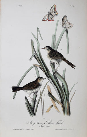 John James Audubon (American, 1785-1851), Pl 173 - Macgillivray's Shore-Finch