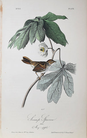 John James Audubon (American, 1785-1851), Pl 175 - Swamp Sparrow