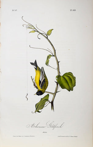 John James Audubon (American, 1785-1851), Pl 183 - Arkansas Goldfinch