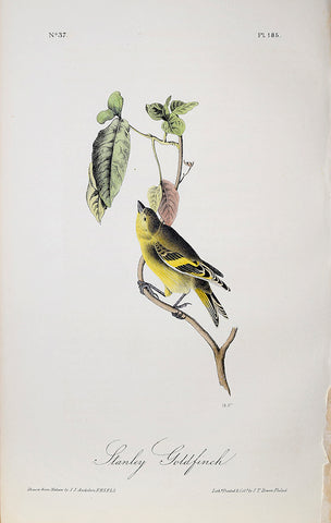 John James Audubon (American, 1785-1851), Pl 185 - Stanley Goldfinch