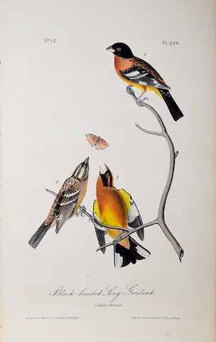 John James Audubon (American, 1785-1851), Pl 206 - Black-headed Long Grosbeak