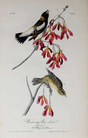 John James Audubon (American, 1785-1851), Pl 211 - Wandering Rice-bird