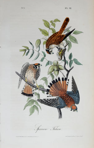 John James Audubon (American, 1785-1851), Pl 22 - Sparrow Falcon