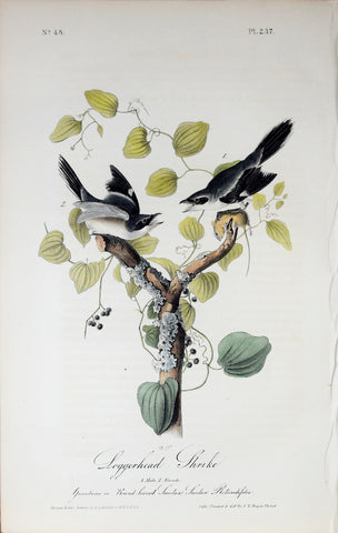 John James Audubon (American, 1785-1851), Pl 237 - Loggerhead Shrike