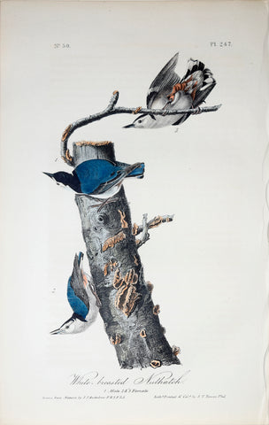 John James Audubon (American, 1785-1851), Pl 247 - White-breasted Nuthatch