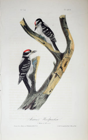 John James Audubon (American, 1785-1851), Pl 260 - Maria's Woodpecker