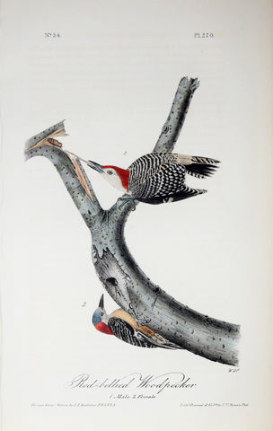 John James Audubon (American, 1785-1851), Pl 270 - Red-bellied Woodpecker