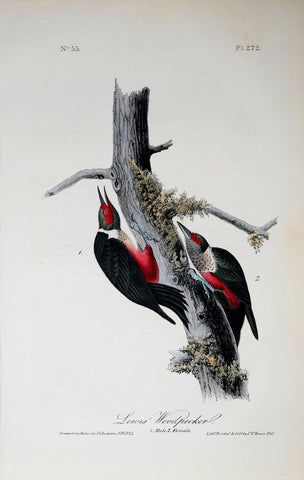John James Audubon (American, 1785-1851), Pl 272 - Lewis' Woodpecker