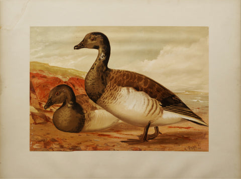 Alexander Pope, Jr. (1849-1924), Brant Goose