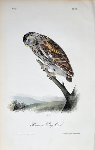 John James Audubon (American, 1785-1851), Pl 29 - Passerine Day-Owl