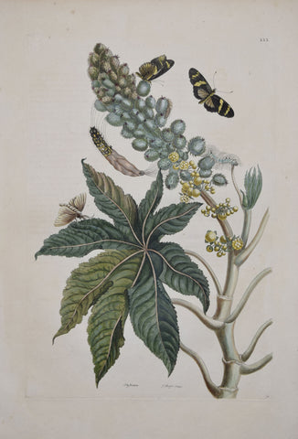 Maria Sibylla Merian (1647-1717),  Plate 30