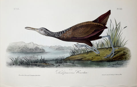 John James Audubon (American, 1785-1851), Pl 312 - Scolopaceous Courlan