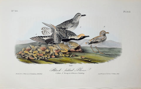 John James Audubon (American, 1785-1851), Pl 315 - Black-bellied Plover