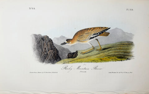John James Audubon (American, 1785-1851), Pl 318 - Rocky Mountain Plover