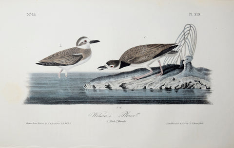 John James Audubon (American, 1785-1851), Pl 319 - Wilson's Plover