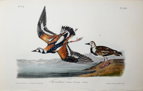 John James Audubon (American, 1785-1851), Pl 323 - Turnstone