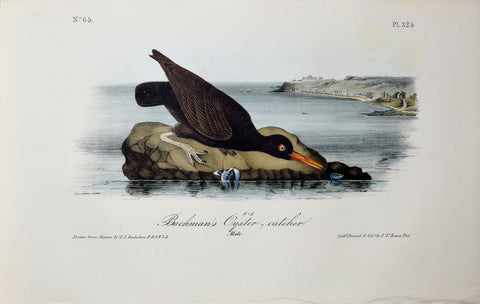 John James Audubon (American, 1785-1851), Pl 325 - Bachman's Oyster-Catcher