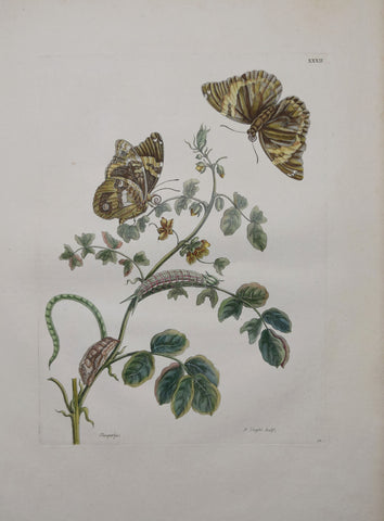 Maria Sibylla Merian (1647-1717), Plate 32