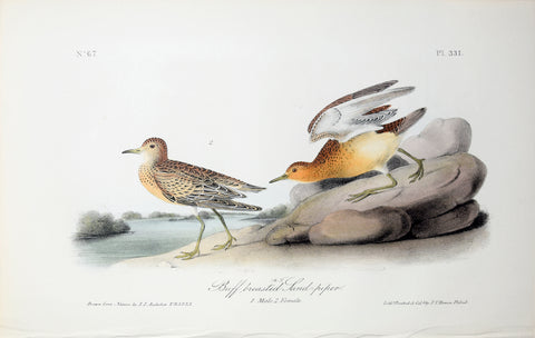 John James Audubon (American, 1785-1851), Pl 331 - Buff-breasted Sandpiper